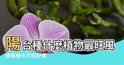 陽台松樹風水|陽台種什麼植物好？風水專家楊登嵙這麼說 